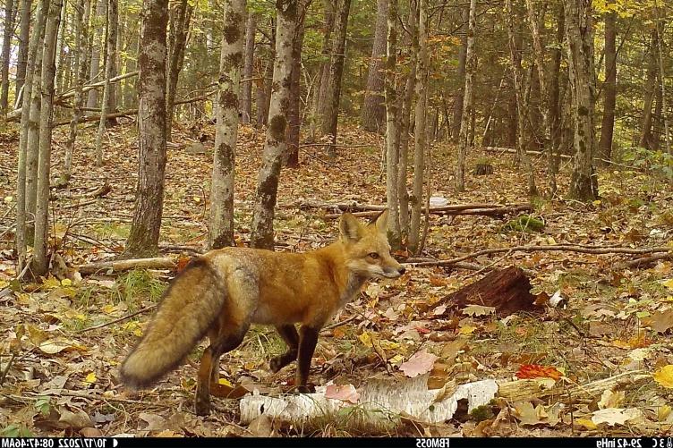 秋天，一只红狐站在新英格兰北部的森林里. 