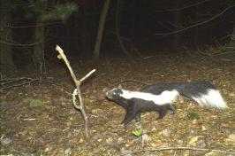 A night-time game camera photo taken of a striped skunk. 黑白两色的沉没者正四肢行走在一片树叶覆盖的空地上，同时看着一根插在地上的棍子.