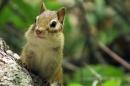 A photo of a chipmunk poised on a log in a forest. 花栗鼠帮助散播真菌孢子.